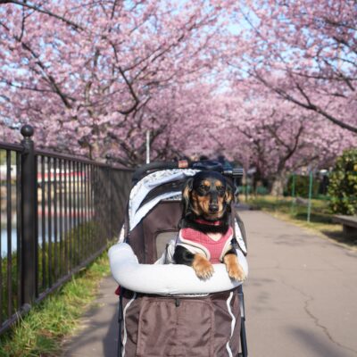 ネオスターズ
